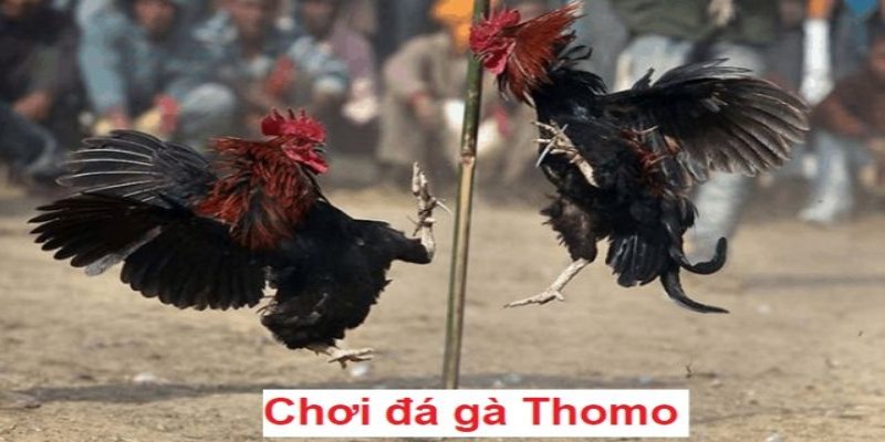 Đá gà tại đấu trường Thomo hấp dẫn nhiều tay cợc